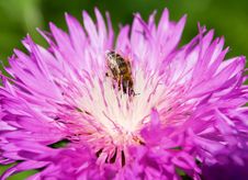 Bee Pollinating A Flower Stock Photos Bee Pollinating A Flower Stock Photos