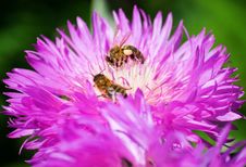 Bees On A Flower Royalty Free Stock Image Bees On A Flower Royalty Free Stock Image
