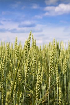 Wheat Ears Stock Photography Wheat Ears Stock Photography