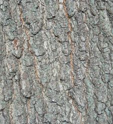 Tree Bark Royalty Free Stock Photography