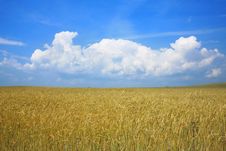 Rye Royalty Free Stock Photos Rye Royalty Free Stock Photos
