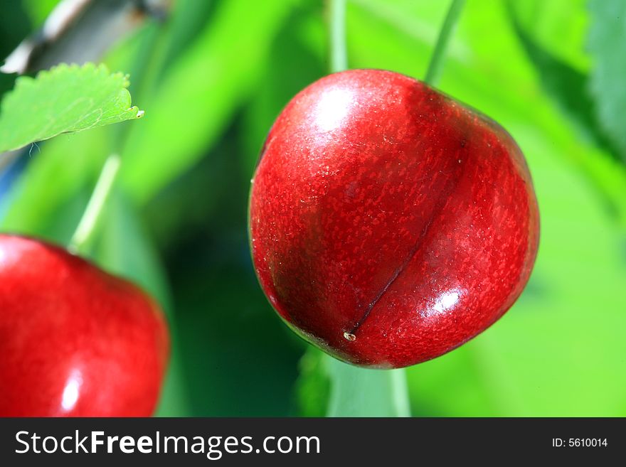 Cherry tree with ripe cherries. Cherry tree with ripe cherries