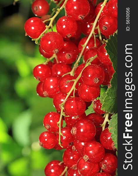 Bunch of ripe, red currants.
