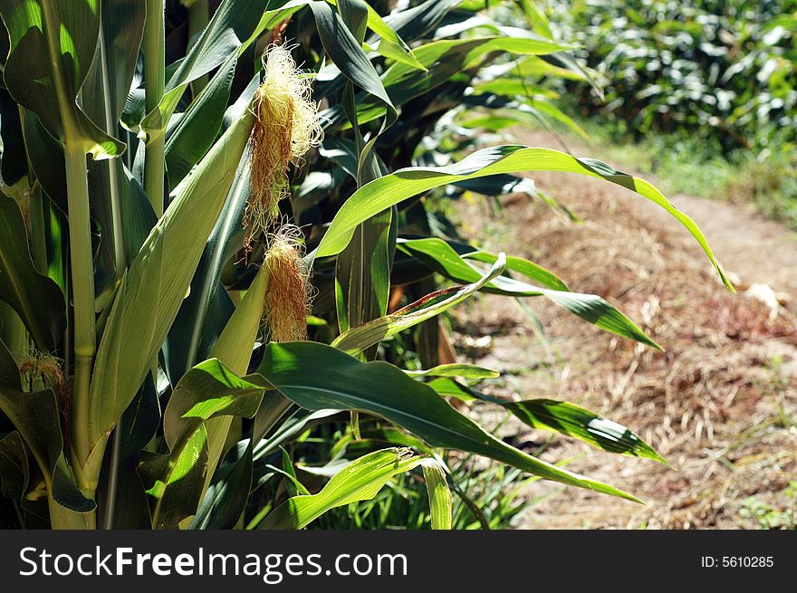 Corn (Mielies) wrapped in leaves, awaiting harvest. Corn (Mielies) wrapped in leaves, awaiting harvest.