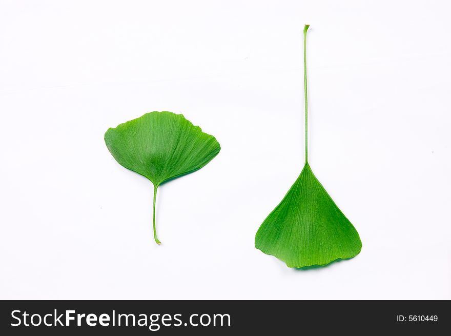 Fragrant camphor tree's leaf
