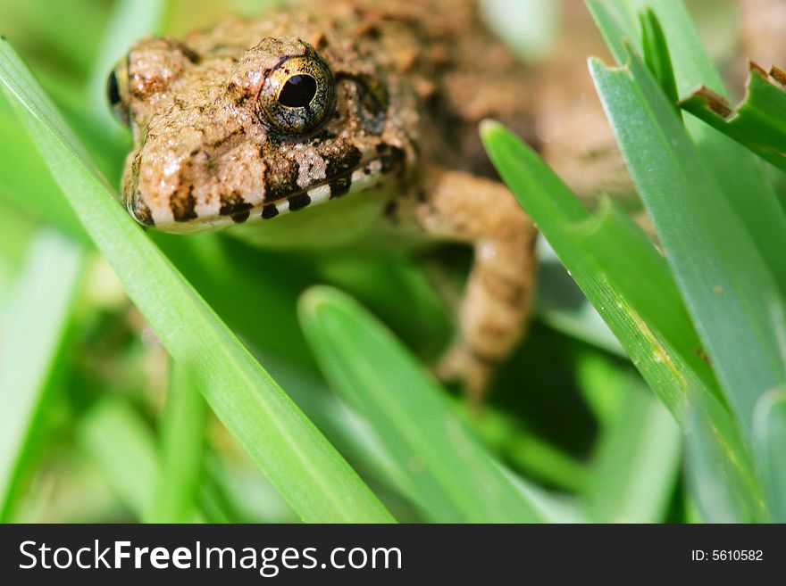 The frog groveling  in the grasses .