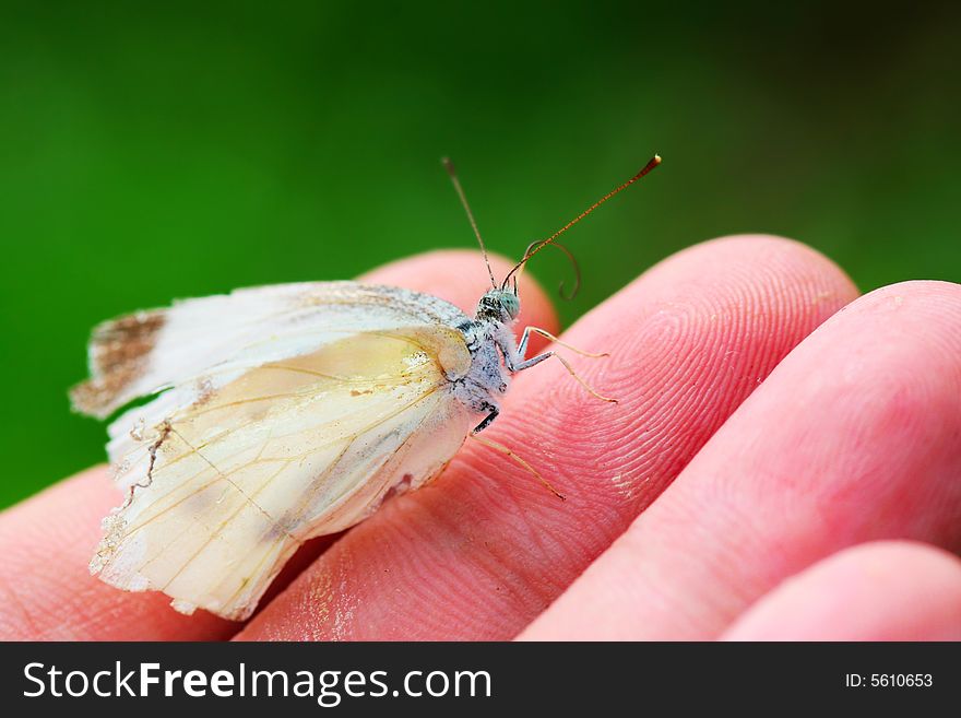 This butterfly has knocked down in the spider web, I have rescued it down!. This butterfly has knocked down in the spider web, I have rescued it down!