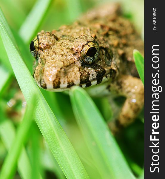 The frog groveling  in the grasses .