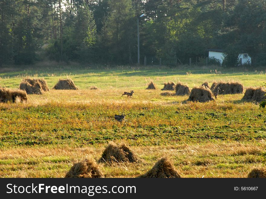 Polish summer in village . Meadows with small sheafs after harvest