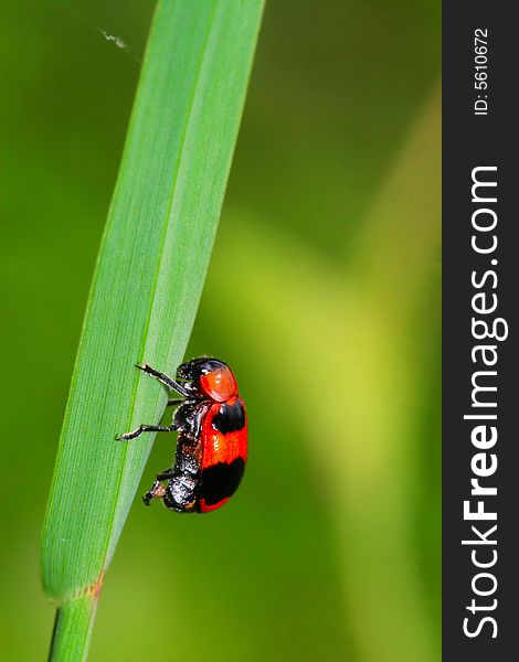 The bug on the plant with a green background