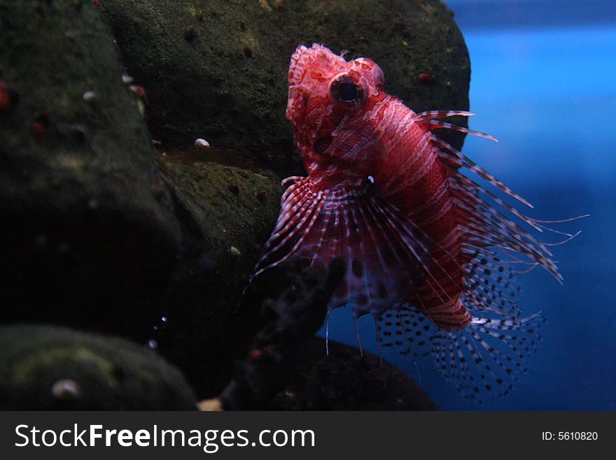 Sea fish (the butterfly red)