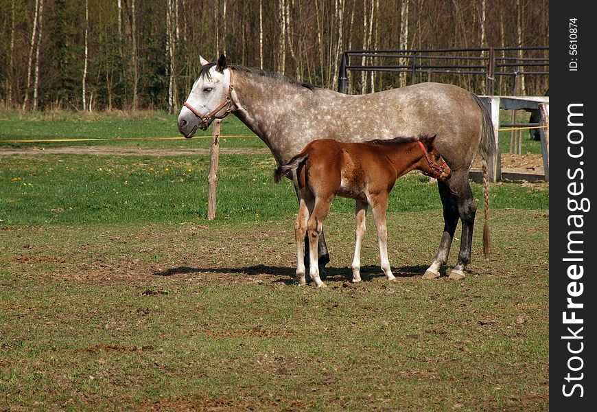 Horse with a foal are grazed on a green lawn