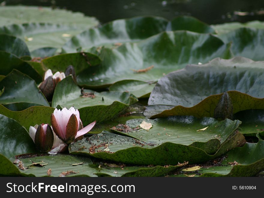 Pink lily on dark water