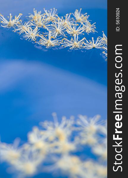 Flowers of linden tree in water. Flowers of linden tree in water