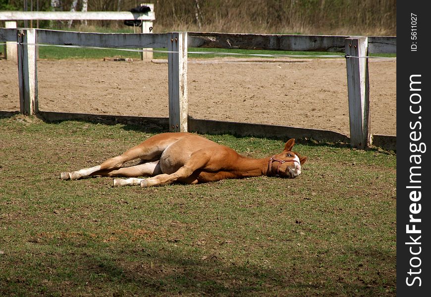 The tired foal to luxuriate under the first spring beams of the sun