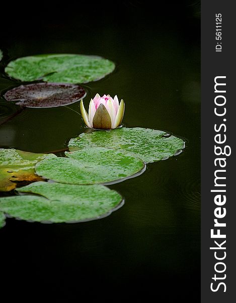 Blooming Waterlily In Pond