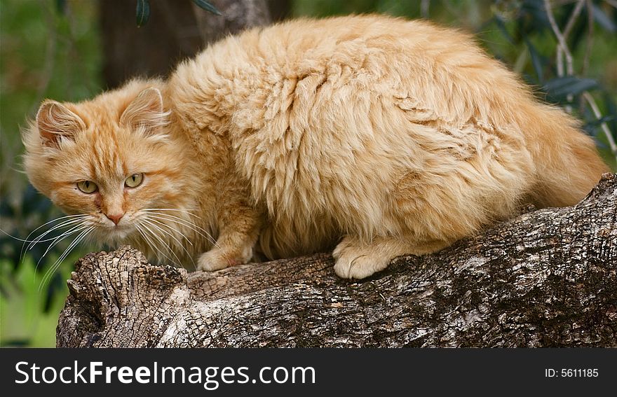 Portrait of european cat on a tree