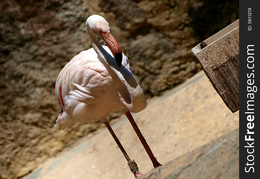 Image of a cute flamingo