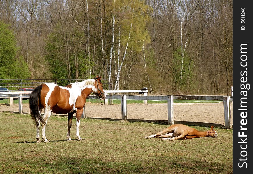 Horse with a foal are grazed on a green lawn