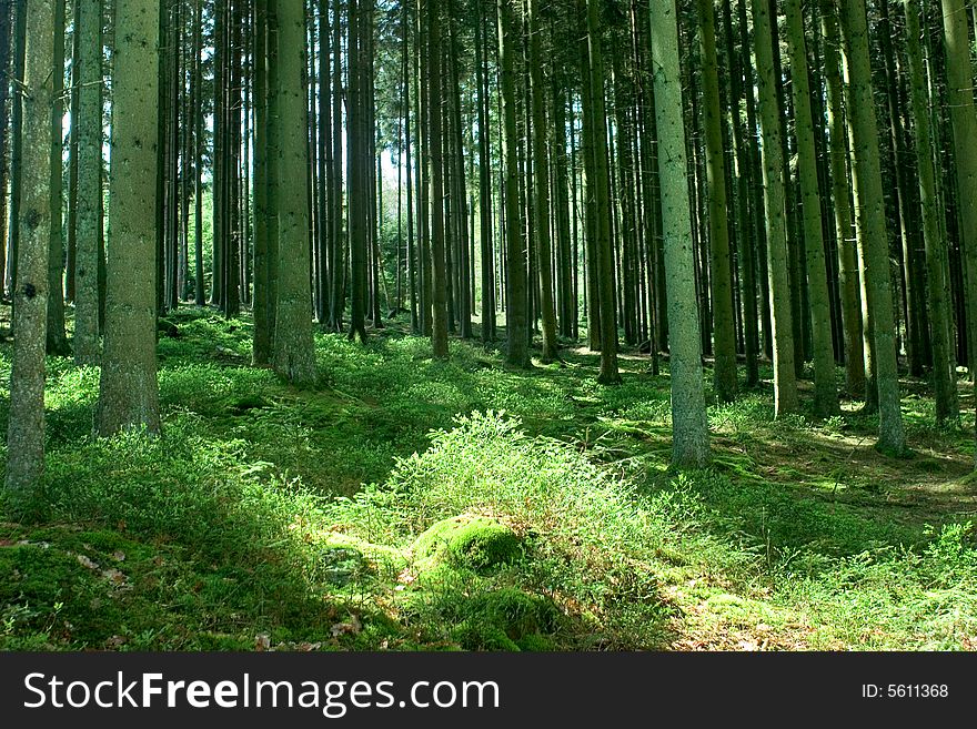 A forest, with the sun shining through the trees