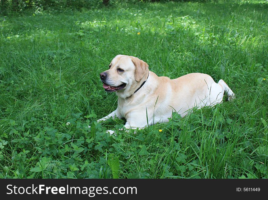 Portrait of a dog in spring city park. Portrait of a dog in spring city park