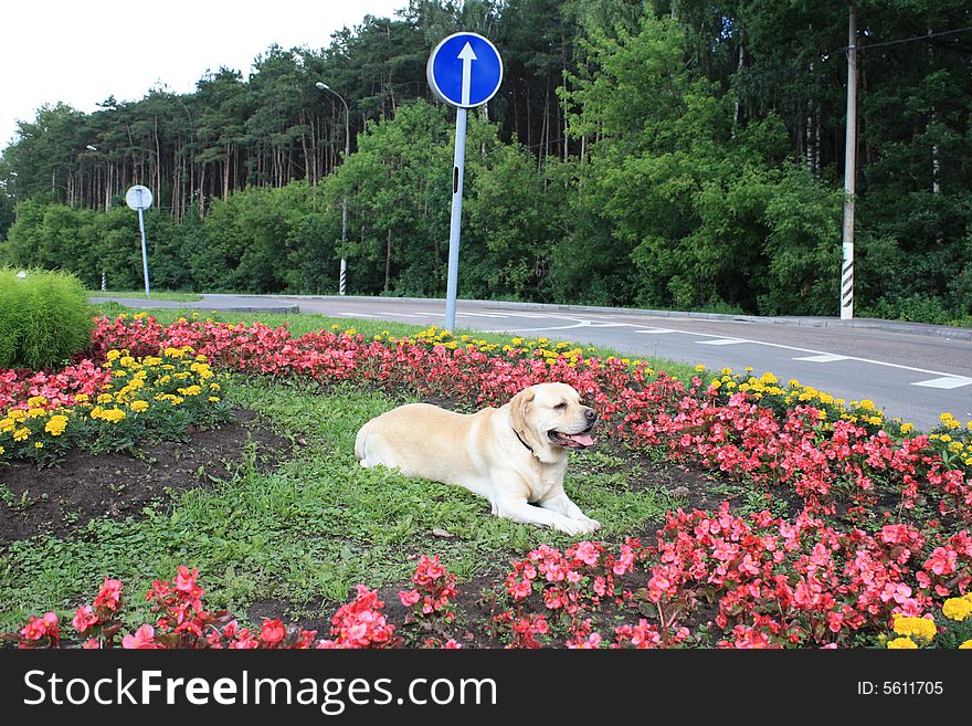 Portrait of a dog in spring city park. Portrait of a dog in spring city park