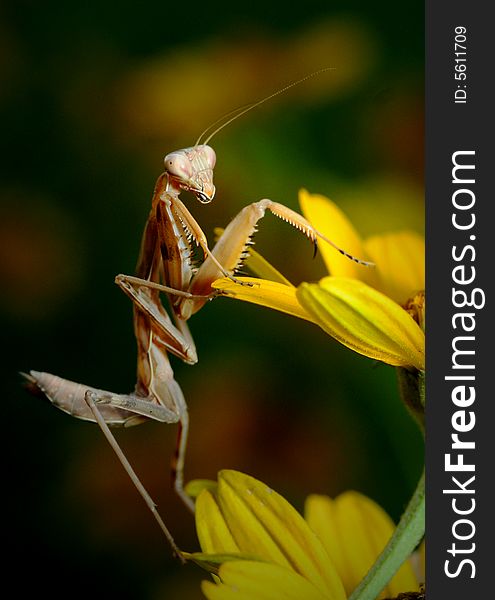 Mantis in flower climbing action