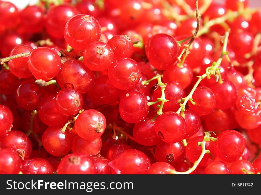 Red currant close up as background. Red currant close up as background