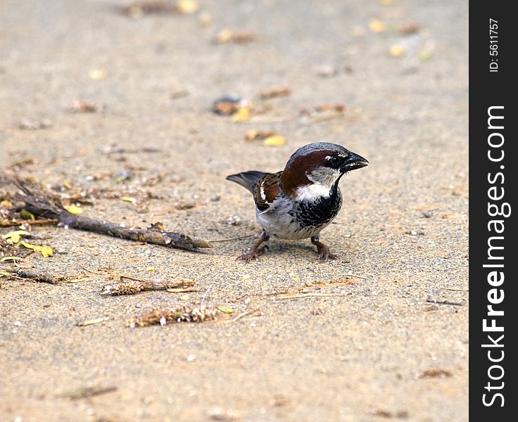 Male House Sparrow standing on a sidewalk.