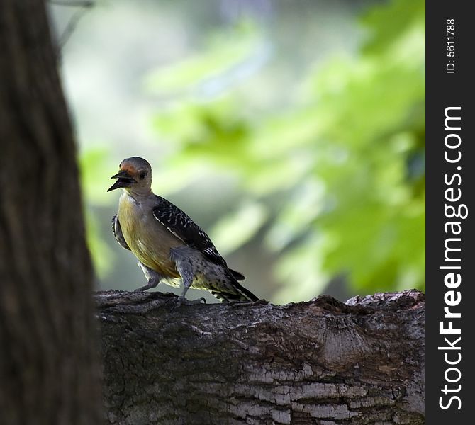 Adult Red-Bellied Woodpecker standing on a large tree branch chattering. Native to North America.