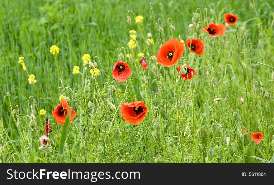 Meadow. Flowers of poppies. Fresh grass