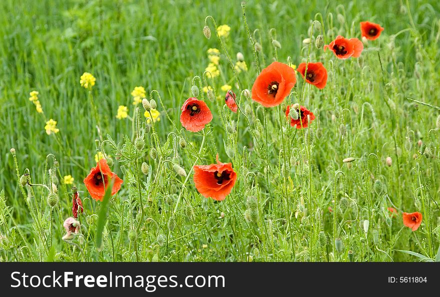 Flowers Of Poppies.