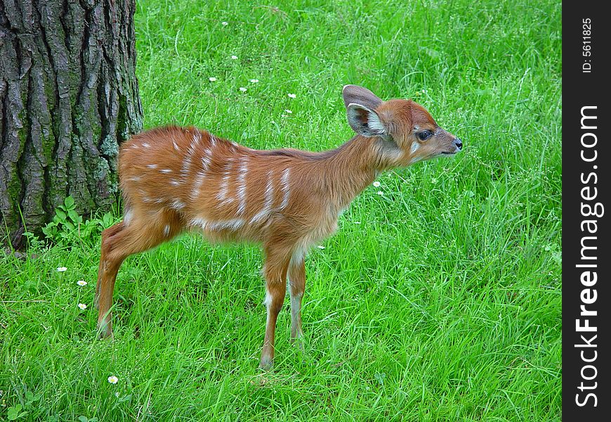 Baby deer-goat - zoo Cornelle - Italy