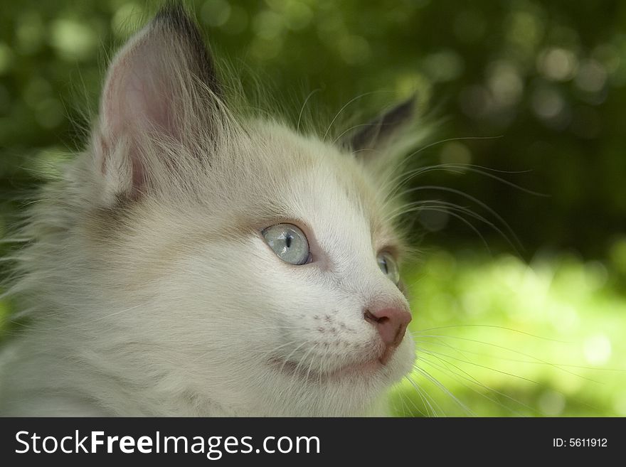 White kitten in home  garden