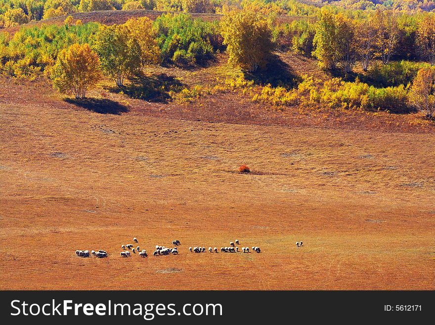 A group of sheep is eating grass