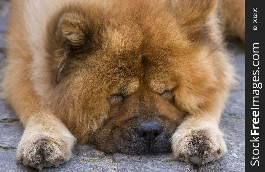 Cute chow breed dog sleeps on the road. Cute chow breed dog sleeps on the road