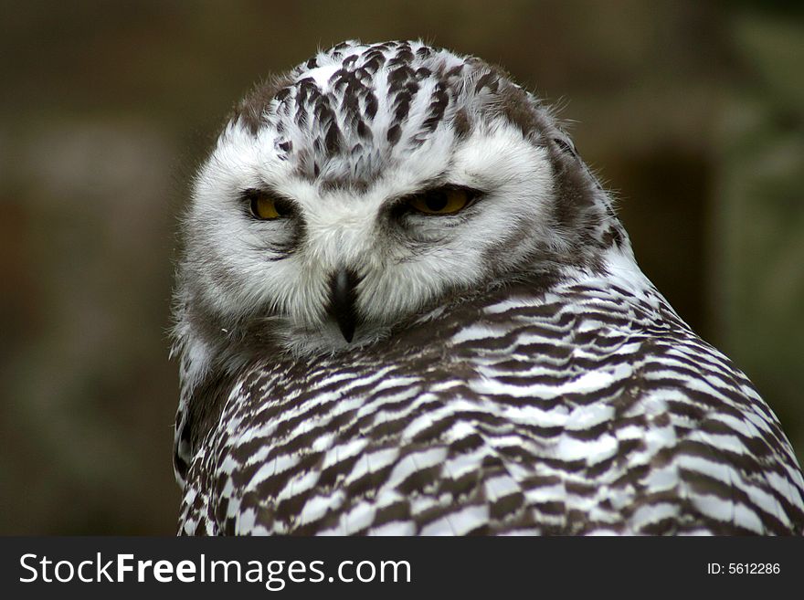 Majestic Spotted Owl with curious expression