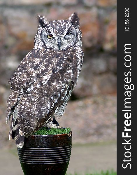 Owl on a perch winking