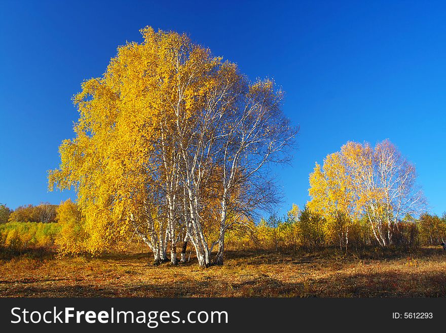 The silver birch are beautiful in golden autumn