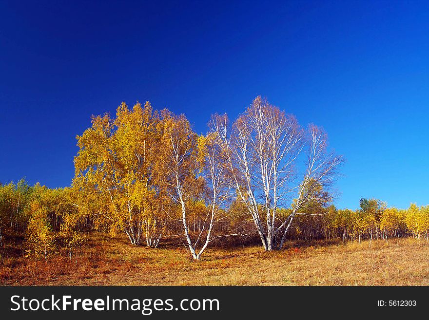 The golden autumn is very engaging