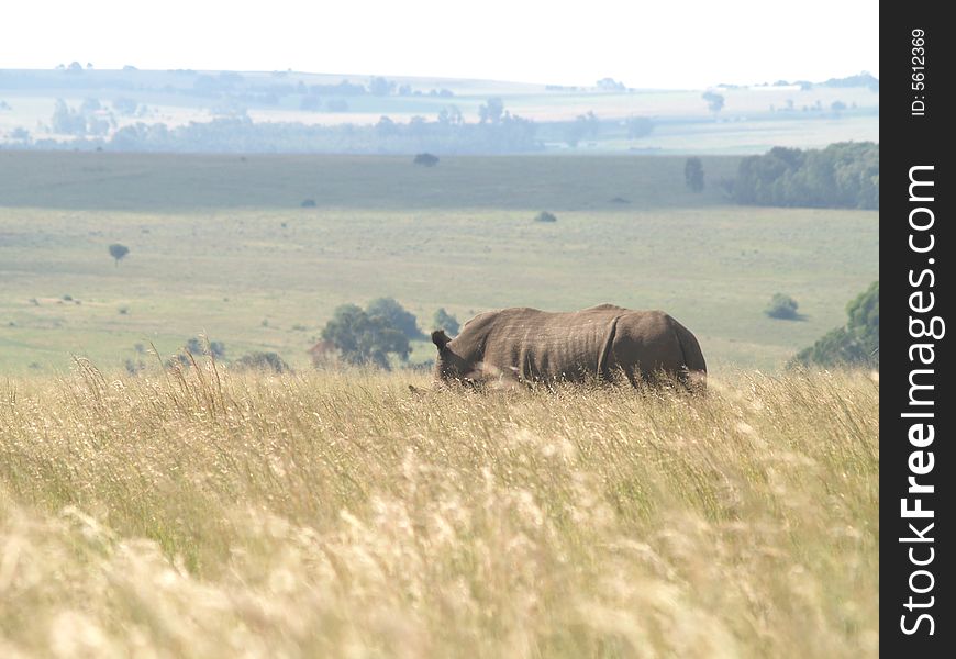 I took this picture at Krugersdorp Nature Reserve,South Africa. I took this picture at Krugersdorp Nature Reserve,South Africa.