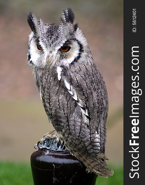 Owl sitting on a perch