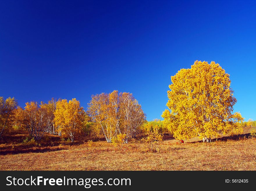 The silver birch is very beautiful. The silver birch is very beautiful