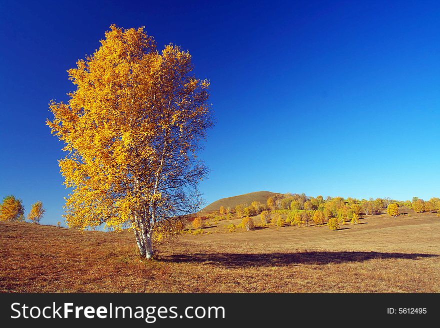 The silver birch is very beautiful