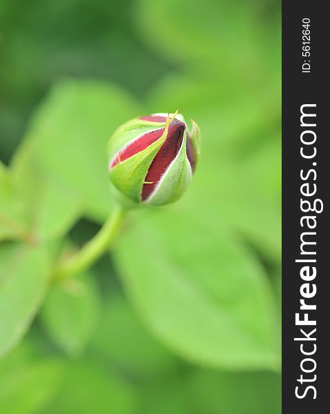 Close up on bud of rose in garden