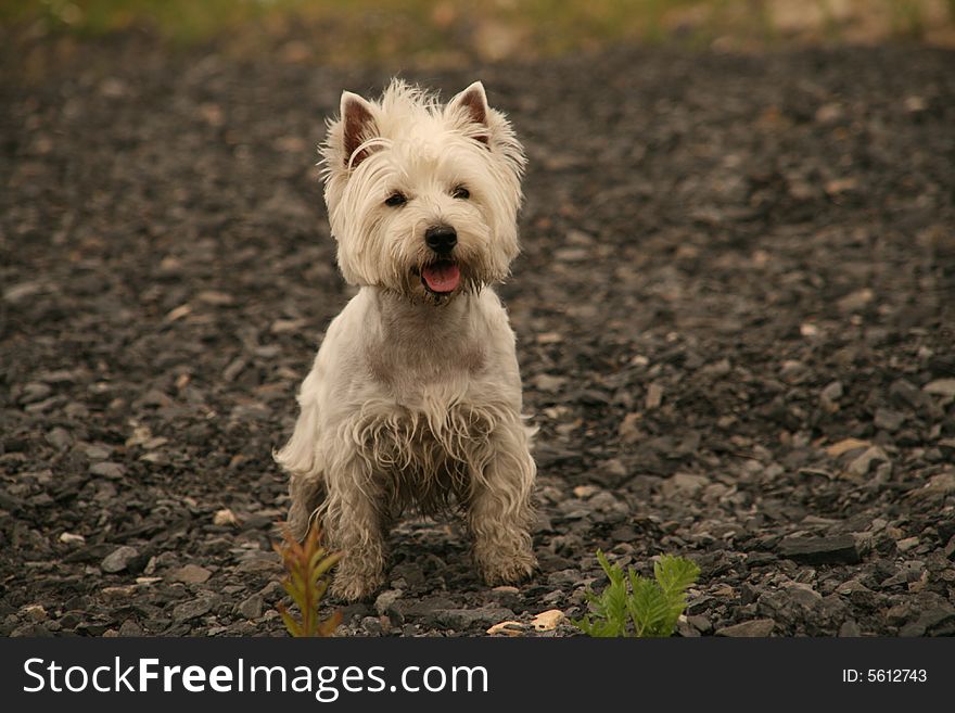 Young west highland white terrier. Young west highland white terrier.