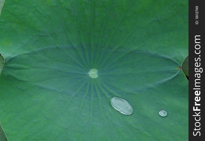 Two drops of water on a lotus leaf, commonly seen in ponds of India.