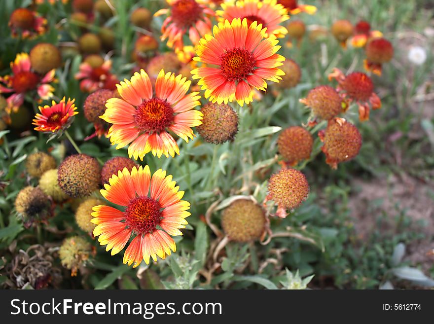 Image of beautiful orange flowers. Image of beautiful orange flowers