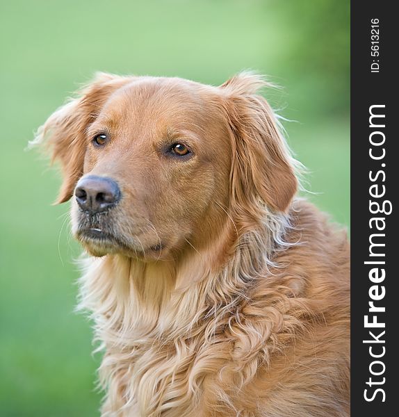 Cute Golden Retriever Staring at Something Outdoors