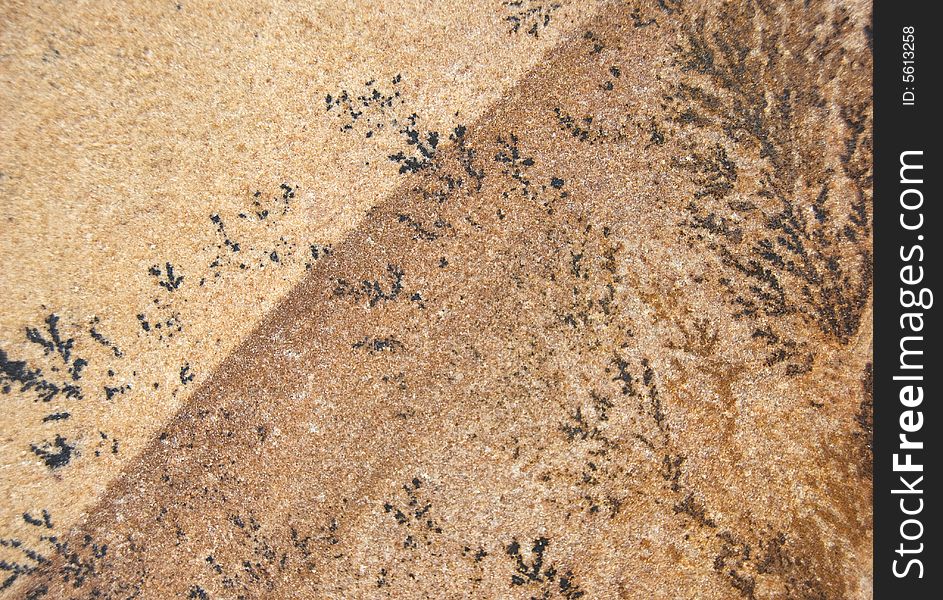 Plant fossils in stone, ornament